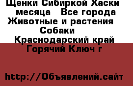 Щенки Сибиркой Хаски 2 месяца - Все города Животные и растения » Собаки   . Краснодарский край,Горячий Ключ г.